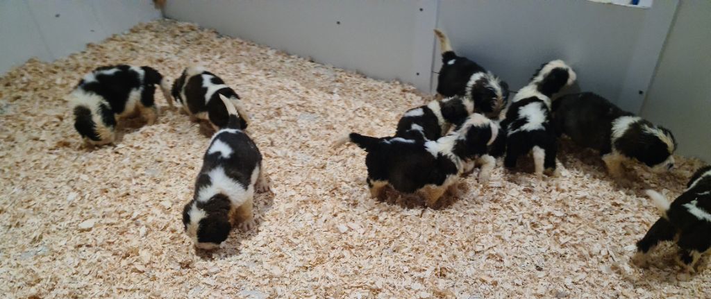 Thalea Bulls - Des bébés de Winston et Tara disponibles à l'élevage