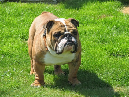 Thalea Bulls Lee major