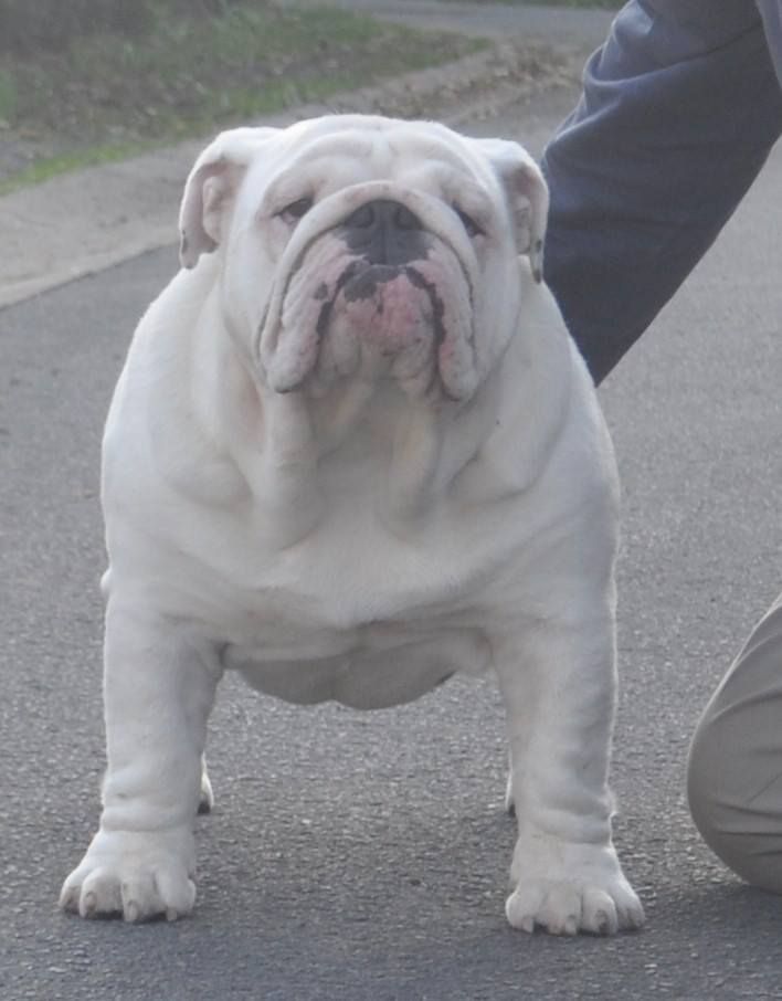 britcherst dog Elliot