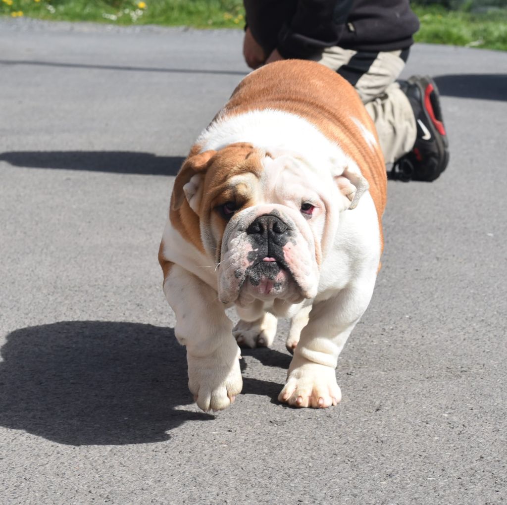 britcherst dog Baron